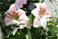 1ccd5bbd-IMG_0091 amarilis.jpg